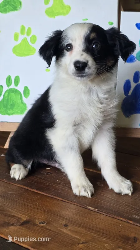 Spades – Australian Shepherd puppy for sale in Tifton, GA