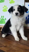 Spades, a male Australian Shepherd for sale in Tifton, GA – 2 of 6
