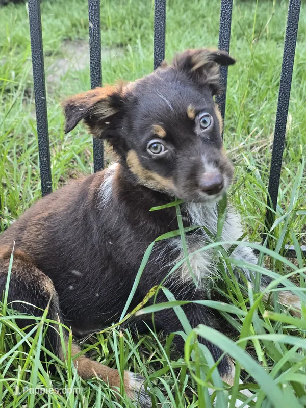 Gin – Australian Shepherd puppy for sale in Tifton, GA