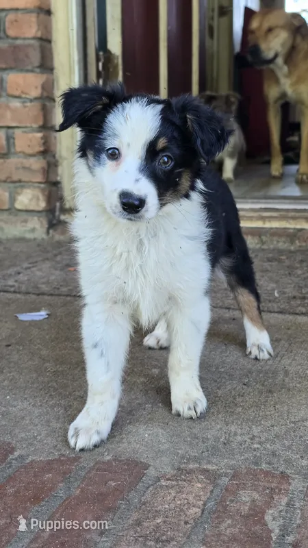 Spades – Australian Shepherd puppy for sale in Tifton, GA