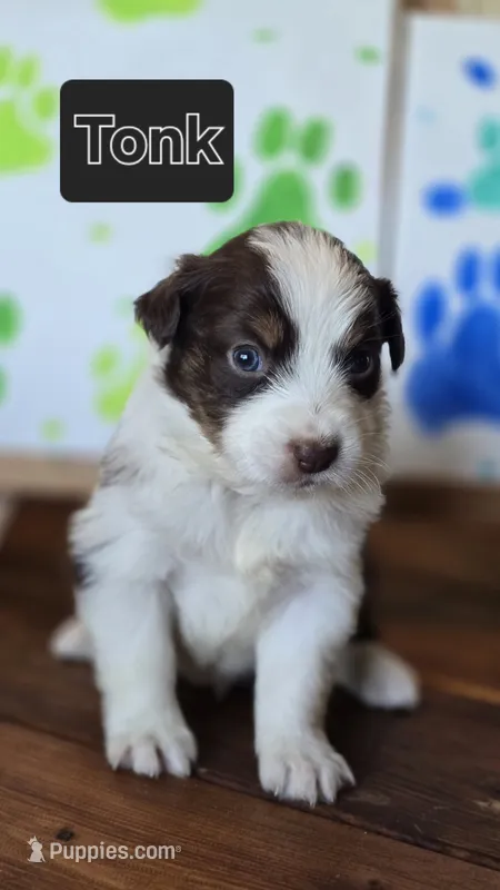 Tonk – Australian Shepherd puppy for sale in Tifton, GA