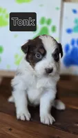 Tonk, a male Australian Shepherd for sale in Tifton, GA – 1 of 2