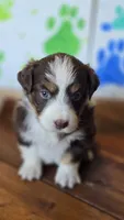 Solitaire , a female Australian Shepherd for sale in Tifton, GA – 2 of 5