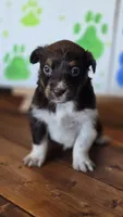 Gin, a female Australian Shepherd for sale in Tifton, GA – 2 of 3