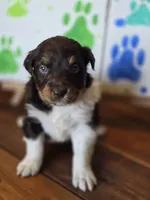 Rummy, a male Australian Shepherd for sale in Tifton, GA – 3 of 4