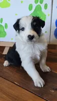 Spades, a male Australian Shepherd for sale in Tifton, GA – 4 of 4