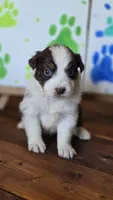 Tonk, a male Australian Shepherd for sale in Tifton, GA – 2 of 2