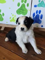 Spades, a male Australian Shepherd for sale in Tifton, GA – 2 of 4