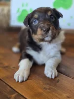 Rummy, a male Australian Shepherd for sale in Tifton, GA – 2 of 4