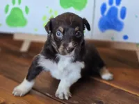 Gin, a female Australian Shepherd for sale in Tifton, GA – 3 of 3