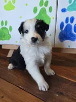 Spades, a male Australian Shepherd for sale in Tifton, GA – 3 of 4