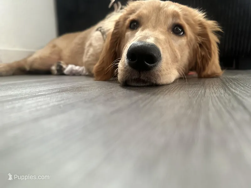 Zoe – Golden Retriever puppy for sale in Torrance, CA