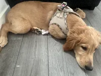 Zoe, a female Golden Retriever for sale in Torrance, CA – Photo 2 of 2