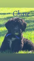 Chase, a male Bernedoodle for sale in Marion, IN – 1 of 1