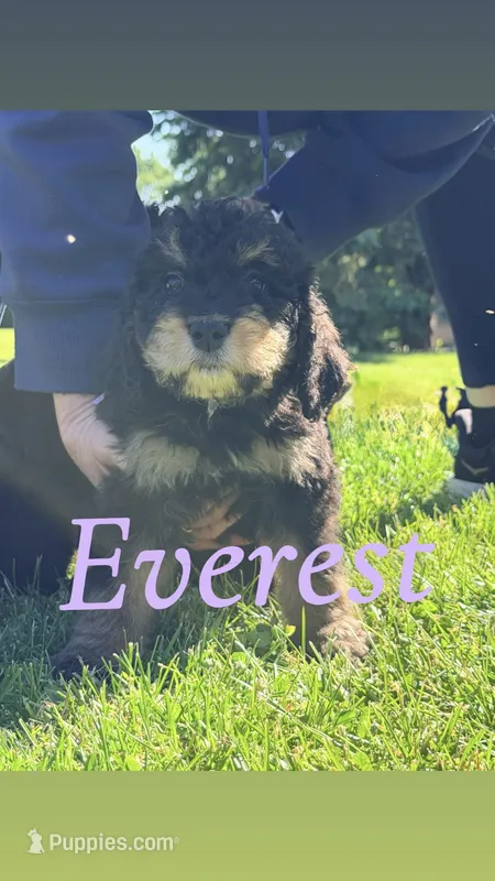 Everest – Bernedoodle puppy for sale in Marion, IN