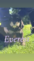 Everest, a female Bernedoodle for sale in Marion, IN – 1 of 1