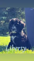 Liberty, a female Bernedoodle for sale in Marion, IN – 1 of 1