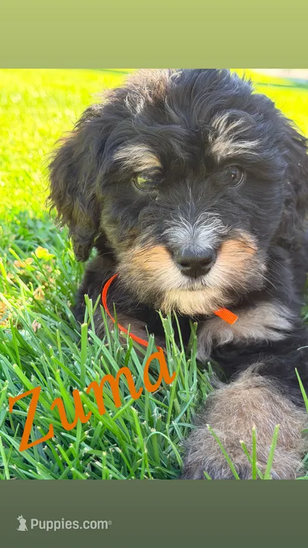 Zuma – Bernedoodle puppy for sale in Marion, IN
