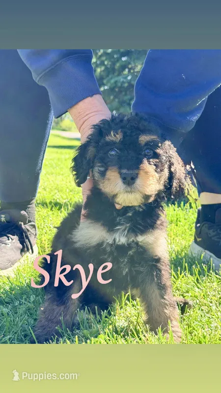 Skye – Bernedoodle puppy for sale in Marion, IN