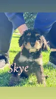 Skye, a female Bernedoodle for sale in Marion, IN – 1 of 1