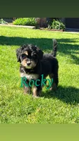 Rocky, a male Bernedoodle for sale in Marion, IN – 1 of 1