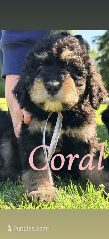 Coral – Bernedoodle puppy for sale in Marion, IN