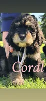 Coral, a female Bernedoodle for sale in Marion, IN – 1 of 1
