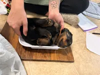 Oreo, a male Rottweiler for sale in Greenwood, IN – 3 of 5