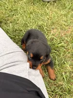 Brownie, a female Rottweiler for sale in Greenwood, IN – 3 of 3
