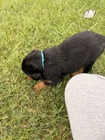 Falafel , a male Rottweiler for sale in Greenwood, IN – 3 of 3