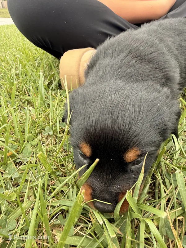 Brownie – Rottweiler puppy for sale in Greenwood, IN