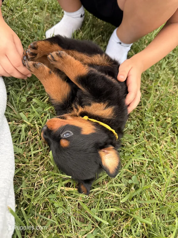 Donut – Rottweiler puppy for sale in Greenwood, IN