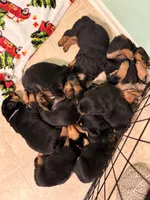 Falafel , a male Rottweiler for sale in Greenwood, IN – 2 of 3