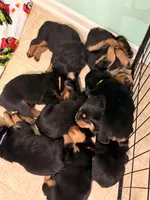 Cookie, a female Rottweiler for sale in Greenwood, IN – 2 of 2