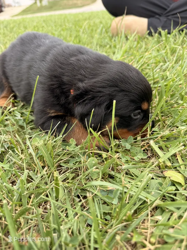 Cookie – Rottweiler puppy for sale in Greenwood, IN