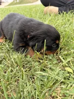 Cookie, a female Rottweiler for sale in Greenwood, IN – 1 of 2