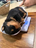 Tootsie roll, a female Rottweiler for sale in Greenwood, IN – 4 of 4