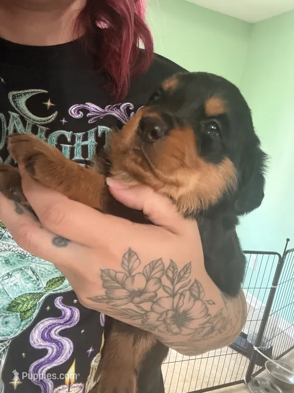 Tootsie roll – Rottweiler puppy for sale in Greenwood, IN