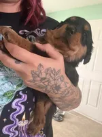 Smore, a female Rottweiler for sale in Greenwood, IN – 2 of 5