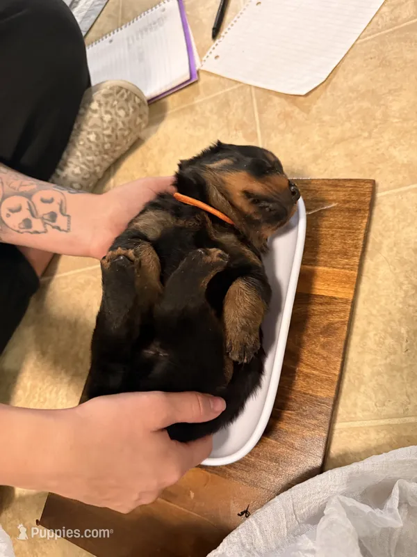 Oreo – Rottweiler puppy for sale in Greenwood, IN