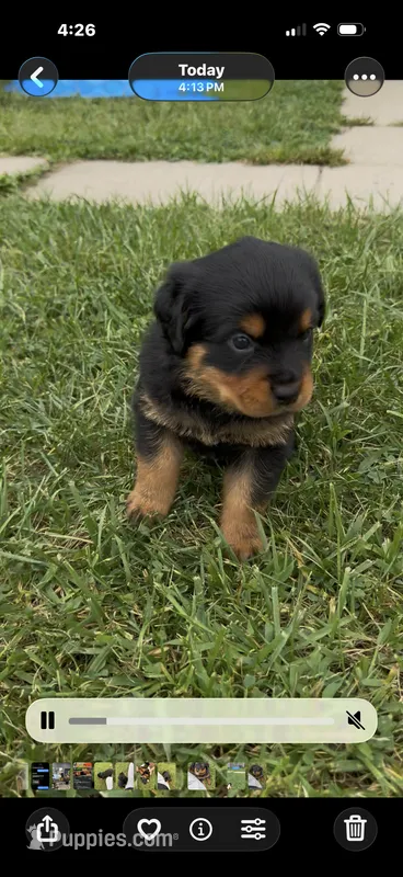 Falafel  – Rottweiler puppy for sale in Greenwood, IN