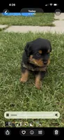 Falafel , a male Rottweiler for sale in Greenwood, IN – 1 of 3