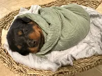 Oreo, a male Rottweiler for sale in Greenwood, IN – 2 of 5