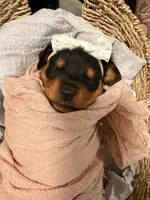Smore, a female Rottweiler for sale in Greenwood, IN – 4 of 5