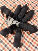 Smore, a female Rottweiler for sale in Greenwood, IN – 3 of 5