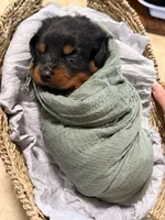 Oreo, a male Rottweiler for sale in Greenwood, IN – 4 of 5