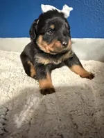 Donut, a female Rottweiler for sale in Greenwood, IN – 2 of 2