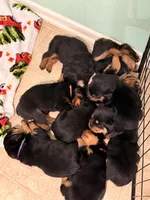 Tootsie roll, a female Rottweiler for sale in Greenwood, IN – 3 of 4