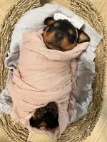Smore, a female Rottweiler for sale in Greenwood, IN – 5 of 5
