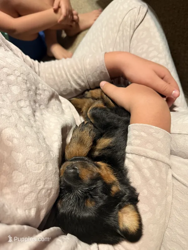 Smore – Rottweiler puppy for sale in Greenwood, IN